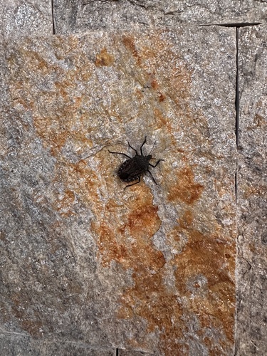 Mediterranean Spiny Stink Bug