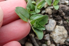 Veronica serpyllifolia