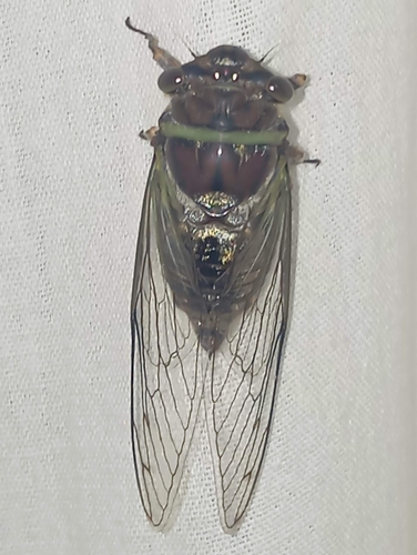 Orchard Flag-Bearer (Diceroprocta bulgara)