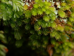 Leptostomum inclinans