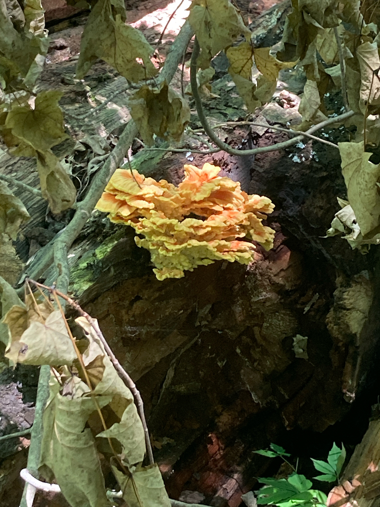 chicken of the woods · July 2026 · photo: Photo: (c) Rachel, some rights reserved (CC BY) · iNaturalist
