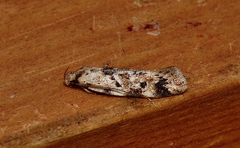 Barea melanodelta