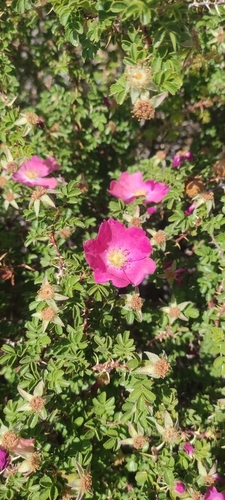 Tall Wild Rose