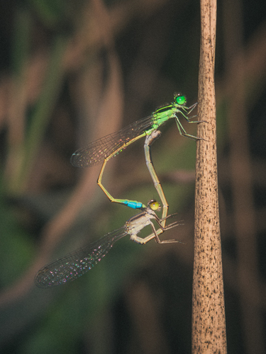 Sahara Bluetail
