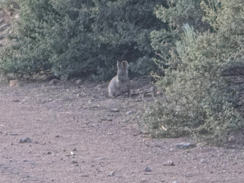 Pygmy Rabbit observed by samuelkille