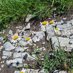 Leucanthemum adustum