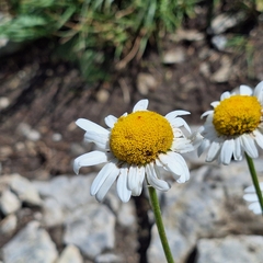 Leucanthemum adustum, photograph author not stated, no rights reserved