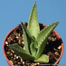 Agave × glomeruliflora
