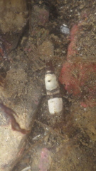 Heptacarpus taylori