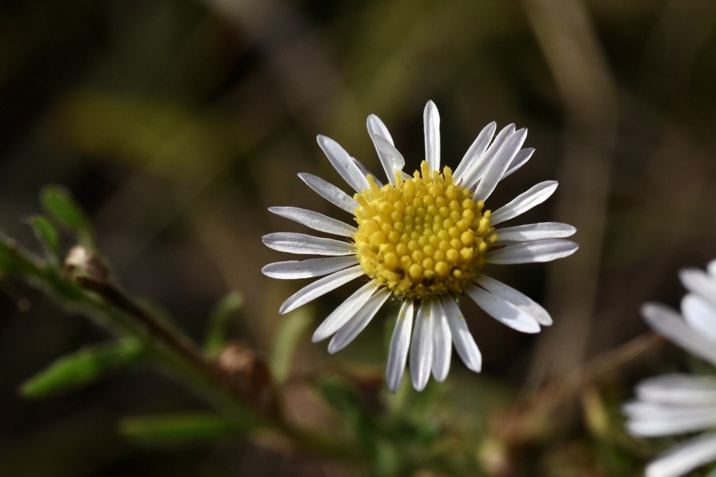 Hysterionica montevidensis