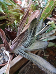 Gasteria carinata