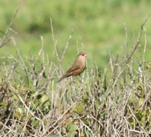 Common Waxbill