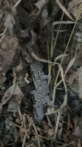 Moorish Gecko