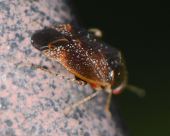 Phylinae