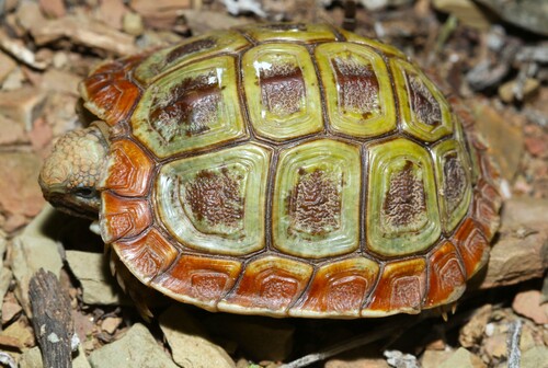 Parrot-beaked Tortoise