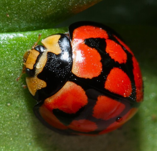 Lunate Lady Beetle