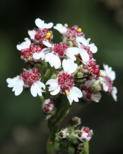 Cape Snow Bush