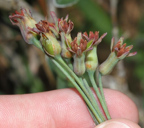 Cape Garlic