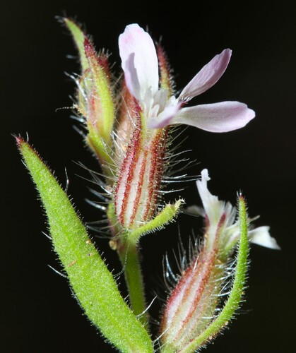 Small-flowered Catchfly