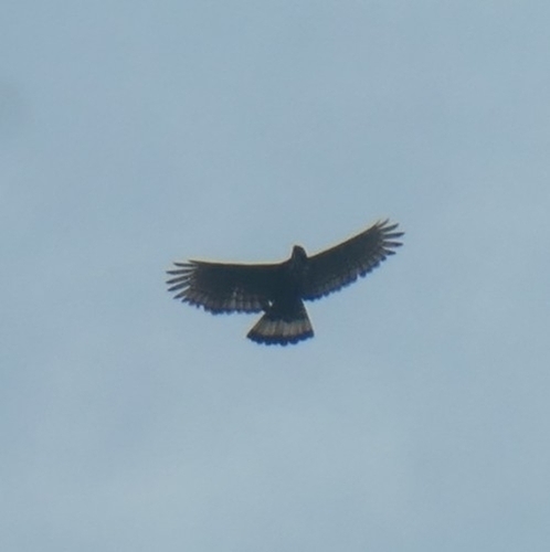 Blyth's Hawk-Eagle (Nisaetus alboniger), photo 2