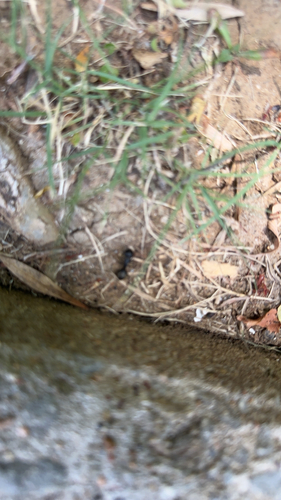 Featured image for “Eastern Black Carpenter Ant”