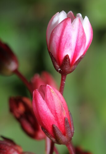 Cape Stonecrop