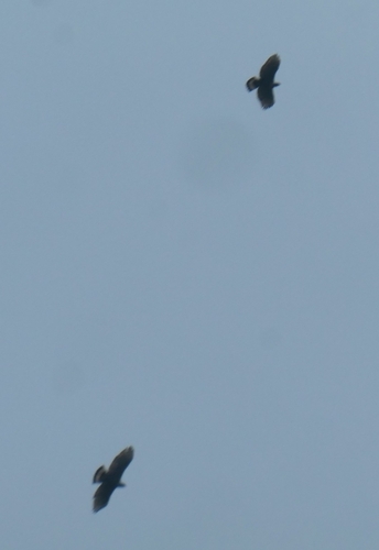 Blyth's Hawk-Eagle (Nisaetus alboniger), photo 8