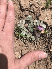 Astragalus newberryi
