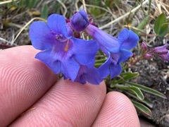 (c) Zach Earl, some rights reserved (CC BY) Penstemon uintahensis, photograph (c) Zach Earl, some rights reserved (CC BY)