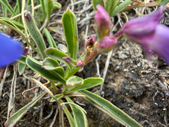 Penstemon uintahensis, photograph (c) Zach Earl, some rights reserved (CC BY)