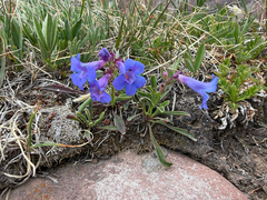 (c) Zach Earl, some rights reserved (CC BY) Penstemon uintahensis, photograph (c) Zach Earl, some rights reserved (CC BY)