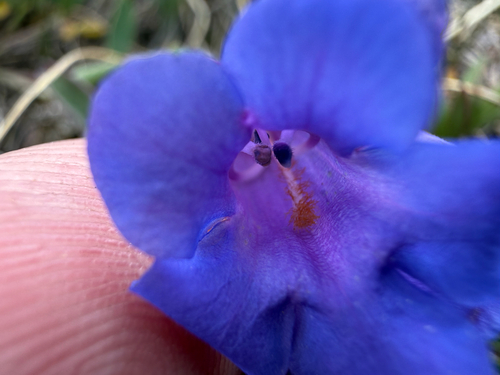 Penstemon uintahensis, photograph 5