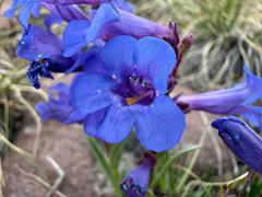 (c) Zach Earl, some rights reserved (CC BY) Penstemon uintahensis, photograph (c) Zach Earl, some rights reserved (CC BY)