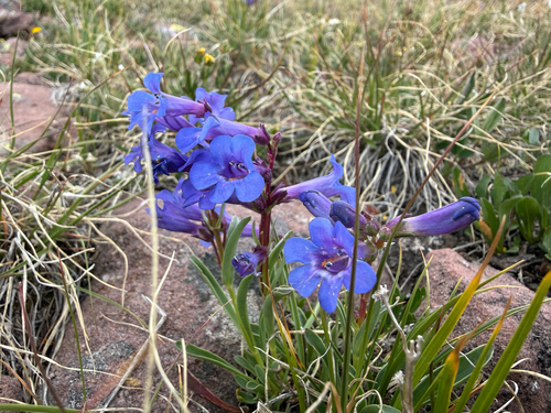 Penstemon uintahensis