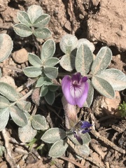 Astragalus newberryi