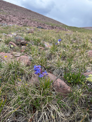 (c) Zach Earl, some rights reserved (CC BY) Penstemon uintahensis, photograph (c) Zach Earl, some rights reserved (CC BY)