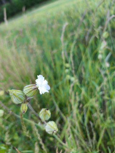 white campion