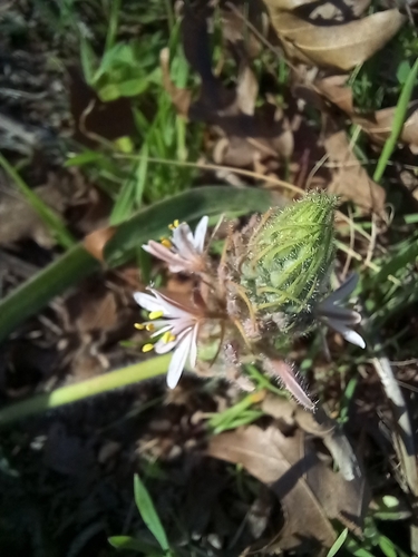 Fuzzy Capespinach