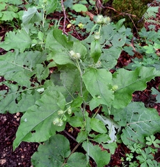 Arctium nemorosum