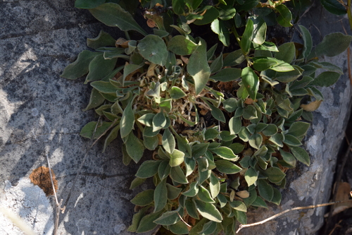 Silene andryalifolia