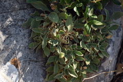 Silene andryalifolia, photograph (c) Mehdi Chetibi, some rights reserved (CC BY)