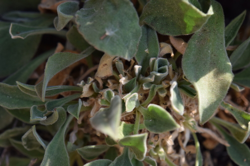 Silene andryalifolia, photograph 6