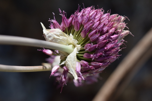 Round-headed Leek