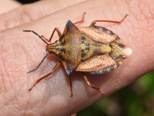 Carpocoris mediterraneus atlanticus