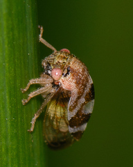 Cyrtolobus tuberosus
