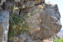 Silene andryalifolia, photograph (c) Mehdi Chetibi, some rights reserved (CC BY)