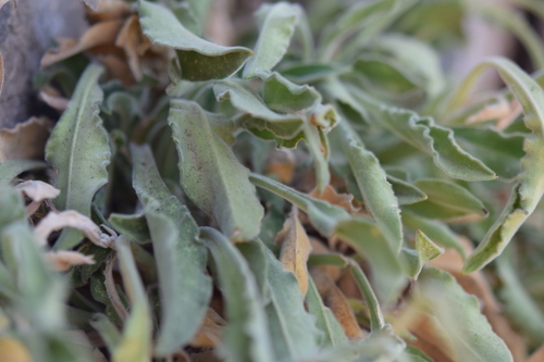 Silene andryalifolia, photograph 3