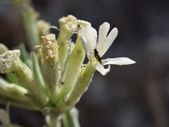 Silene andryalifolia, photograph (c) Mehdi Chetibi, some rights reserved (CC BY)