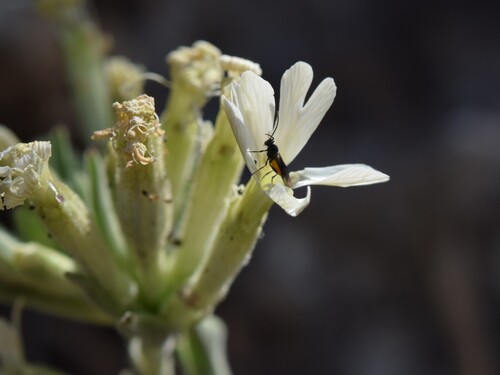 Silene andryalifolia, photograph 2