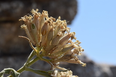 Silene andryalifolia